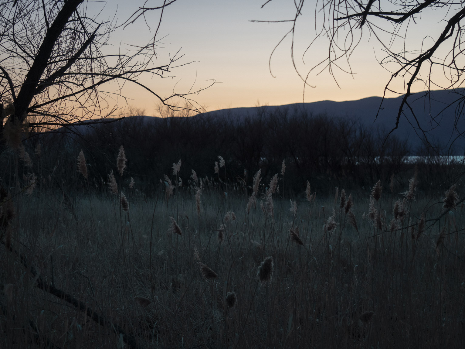 From between trees feathery grass catches the remaining light and almost seems to glow